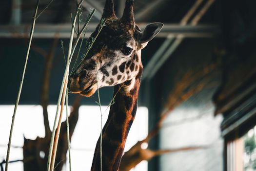 A close-up of a giraffe in a zoo, captured indoors with natural lighting.