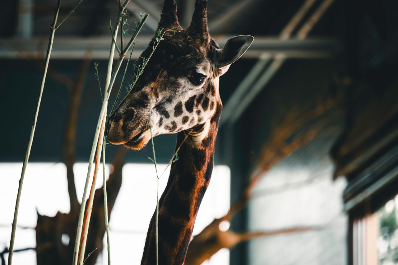 a close up of a giraffe in a zoo captured indoors with natural lightin