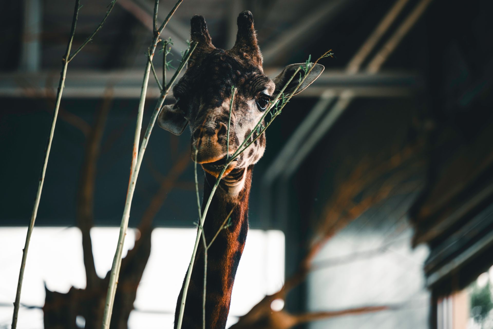 Portrait of a giraffe behind branches at Calgary Zoo, showcasing its serene expression.