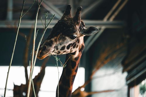 Free A giraffe's head captured indoors at Calgary Zoo, showcasing its natural elegance and curiosity. Stock Photo