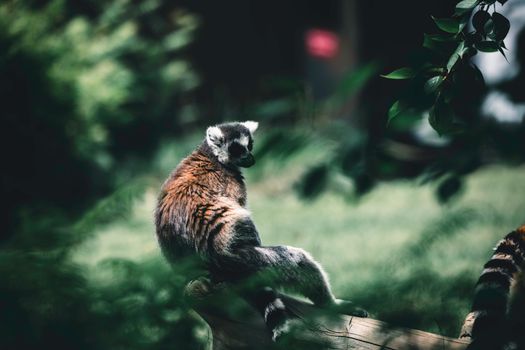 A majestic ring-tailed lemur relaxing amidst the natural beauty of Calgary's greens.