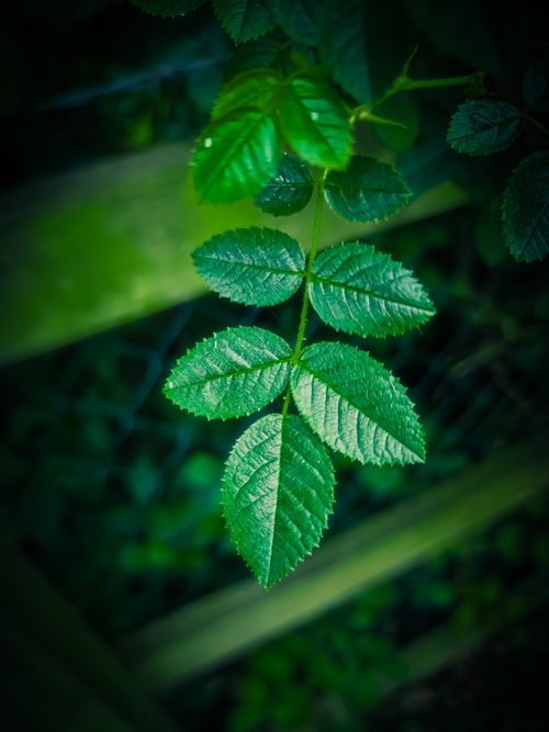 Free Leaves  Stock Photo