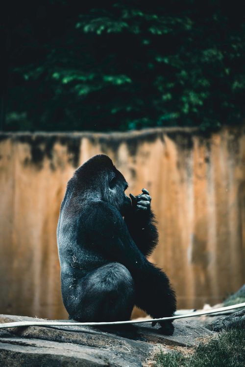 Free A majestic gorilla sits in its enclosure at Calgary Zoo, captured in a vertical shot. Stock Photo