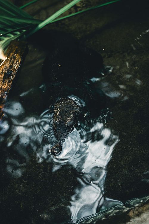 Free A crocodile partially submerged in a forested water body with natural reflections. Stock Photo