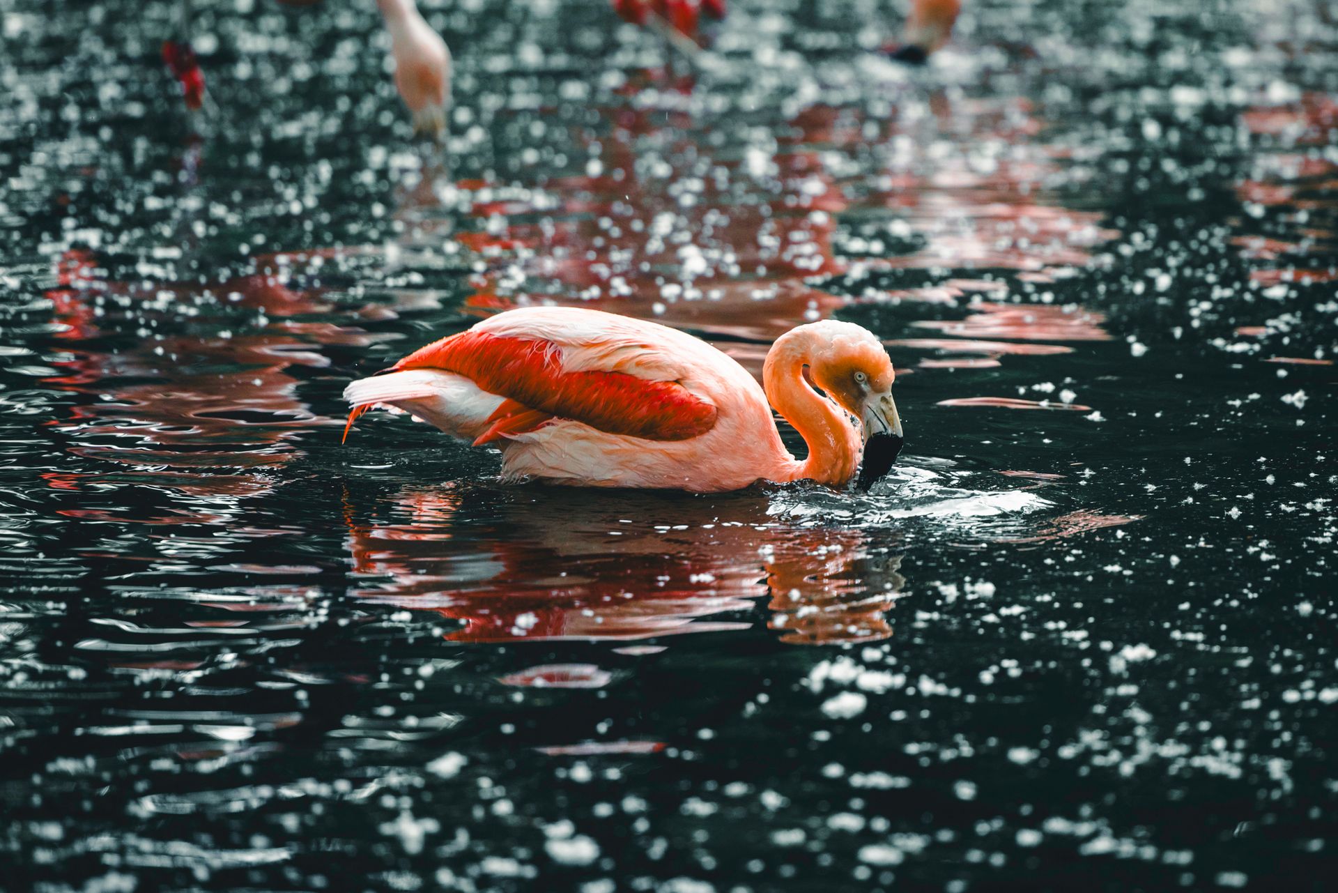 American Flamingo Bird Swimming on Water