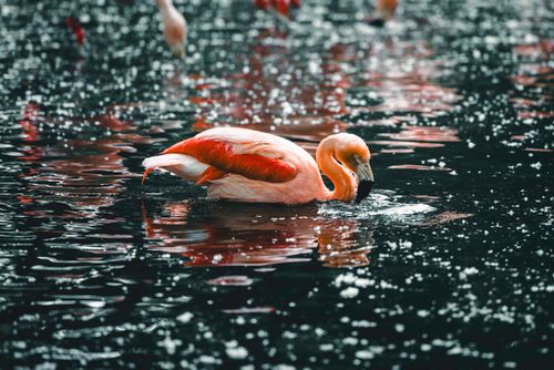 Free A beautiful American flamingo with pink feathers gracefully swimming in calm waters. Stock Photo
