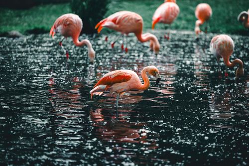 Free A vibrant scene of American flamingos wading in the shallow waters of Calgary Zoo's outdoor exhibit. Stock Photo