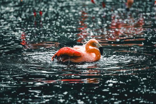 Free Lone flamingo bathing in a serene lake, creating dynamic water splashes. Stock Photo