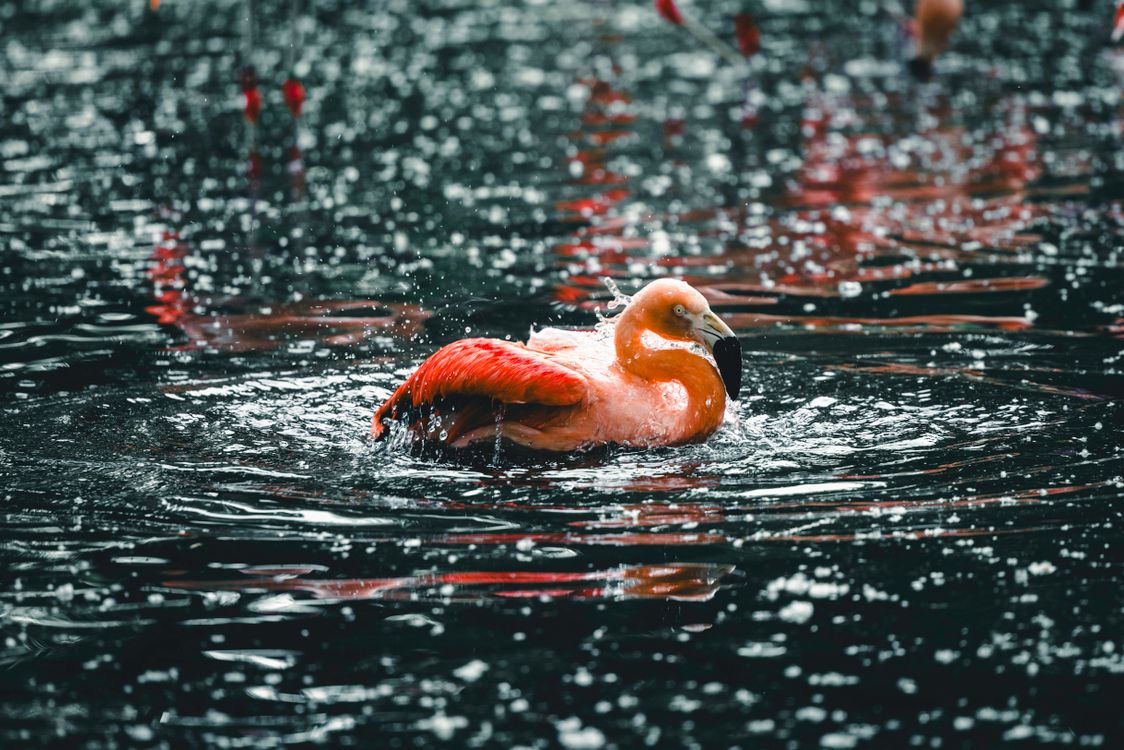 Flamingos Raining American Flamingo Swimming on Water during Rain · Free Stock Photo