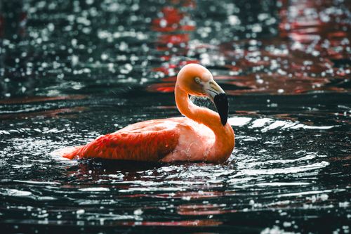 Free Serene image of an American flamingo gracefully floating in Calgary's waters. Stock Photo