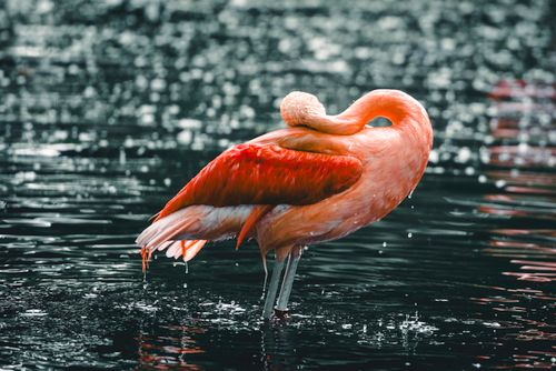 Free A vibrant American flamingo preening its feathers in reflective water. Stock Photo