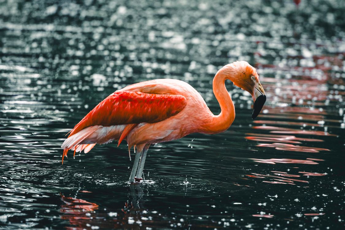 Flamingos Raining American Flamingo Bird Standing in Shallow Water during Rain · Free ...