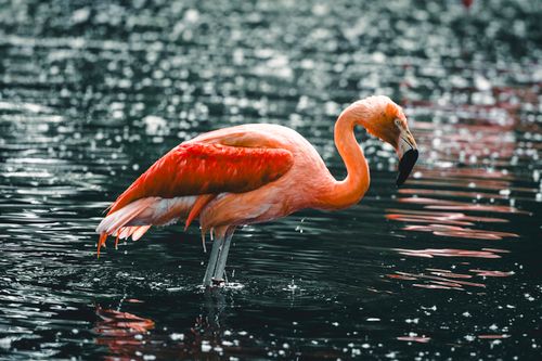 Free A vivid flamingo stands in shallow water during a rain shower in Calgary, Canada. Stock Photo