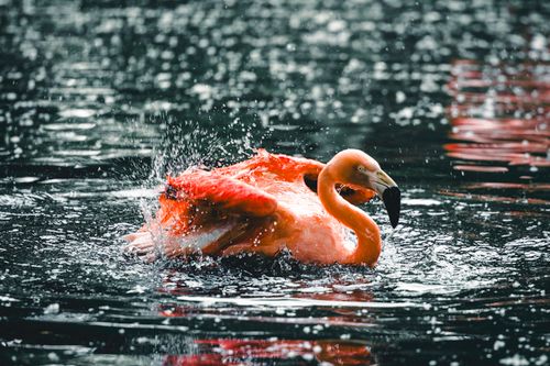Free Vibrant American flamingo splashing joyfully in water at Calgary zoo. Stock Photo