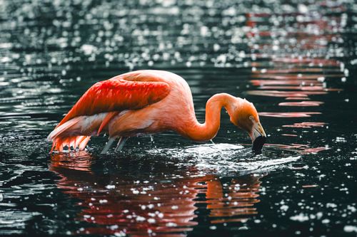 Free Vivid image of a pink flamingo in water, captured in Calgary. Stock Photo