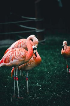 flamingo photo
