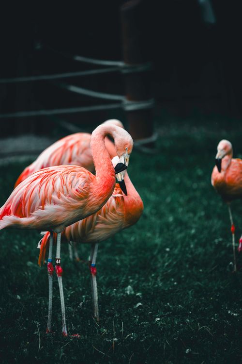 Free Close-up of American flamingos with vibrant pink feathers at the Calgary Zoo. Stock Photo