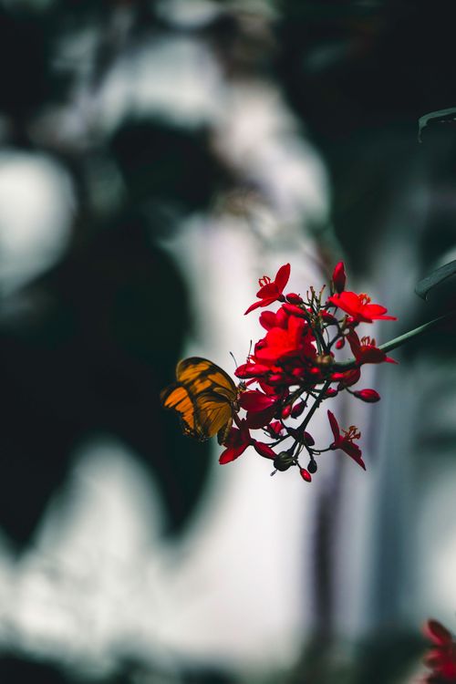 Free A vibrant butterfly perched on vivid red flowers, showcasing nature's beauty in Calgary. Stock Photo