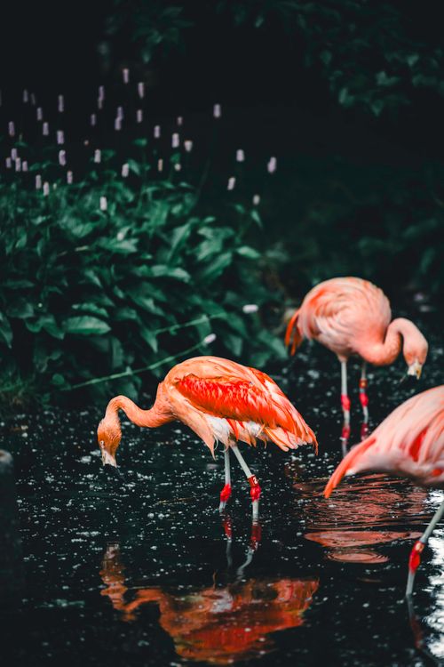 Free Three flamingos wading in a lush, reflective water setting showcasing vibrant plumage. Stock Photo