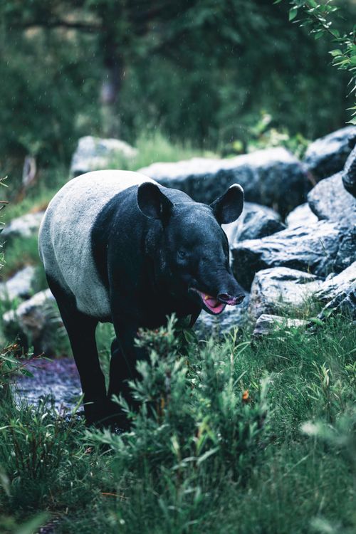 Free A Malayan tapir walking through lush tropical vegetation in a rainforest setting. Stock Photo