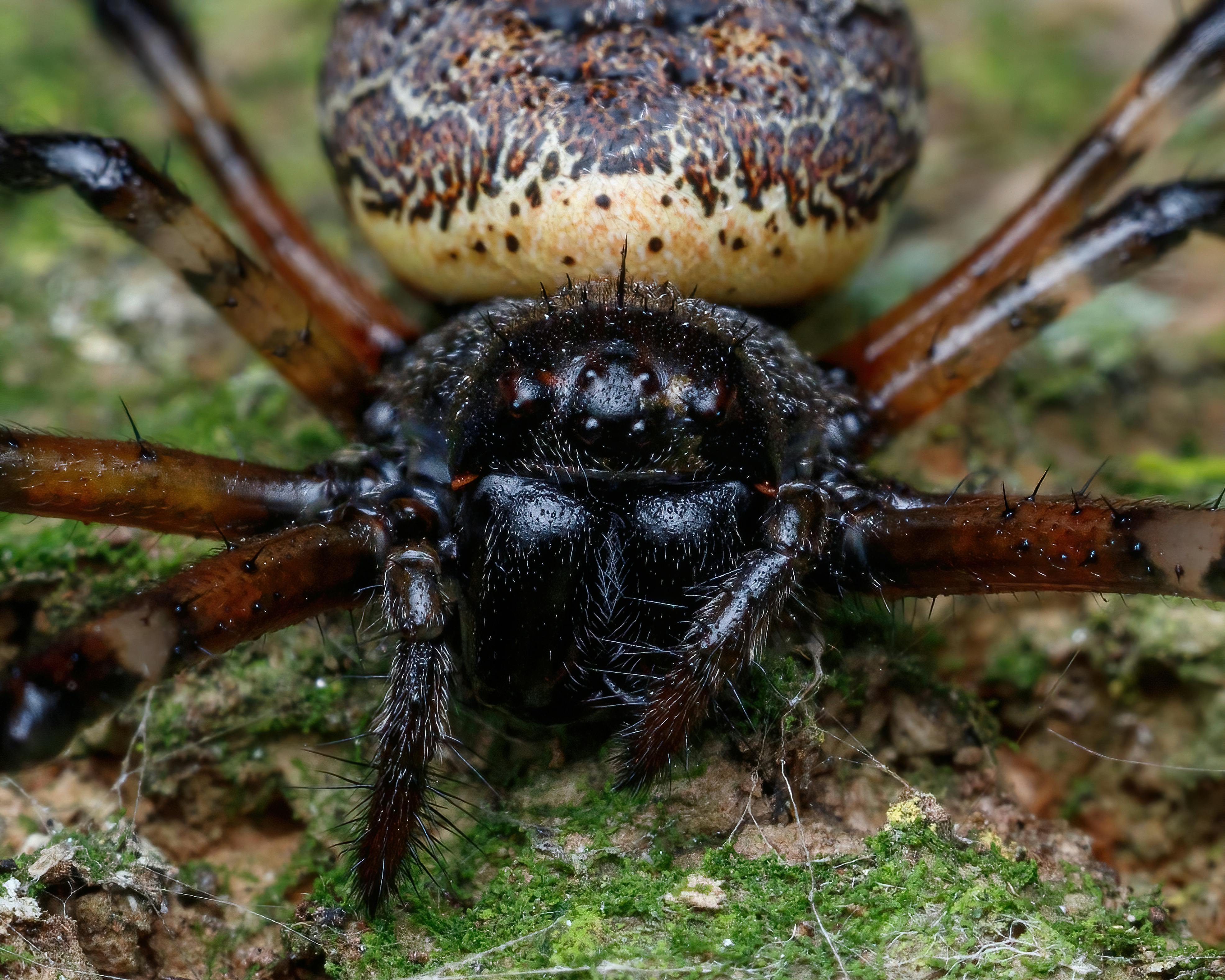 Amazonius