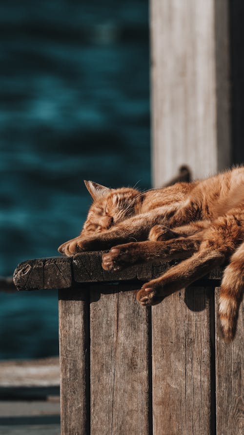 Fotobanka s bezplatnými fotkami na tému cestovať, divočina, exteriéry