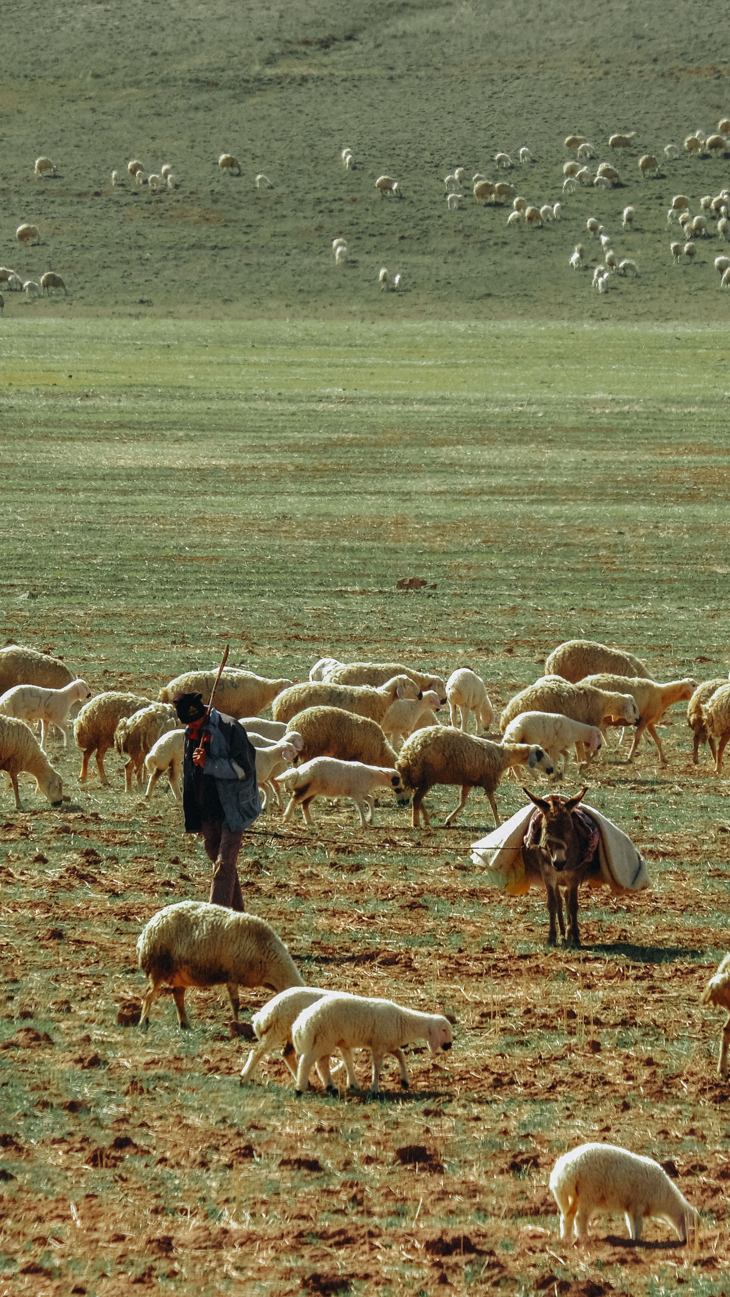 A shepherd with a donkey oversees a flock of sheep in a wide rural pasture.