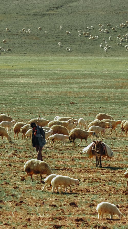 Immagine gratuita di agnello, agricoltura, animale