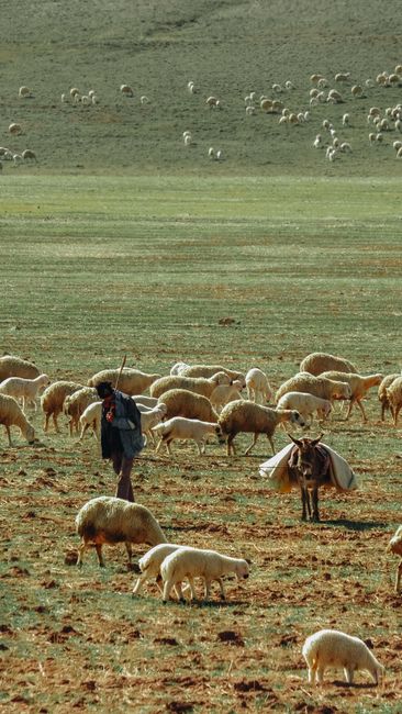 A shepherd with a donkey oversees a flock of sheep in a wide rural pasture.