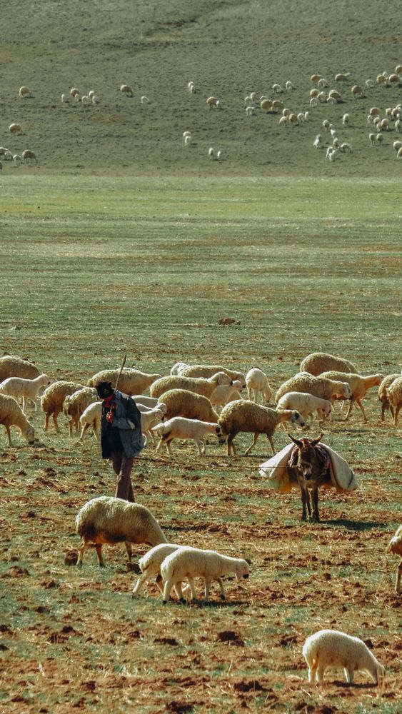 Shepherding Photos, Download The BEST Free Shepherding Stock Photos ...