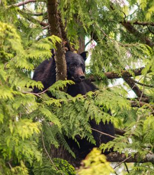 A black bear climbing a tree in Ucluelet, British Columbia, showcasing Canadian wildlife.