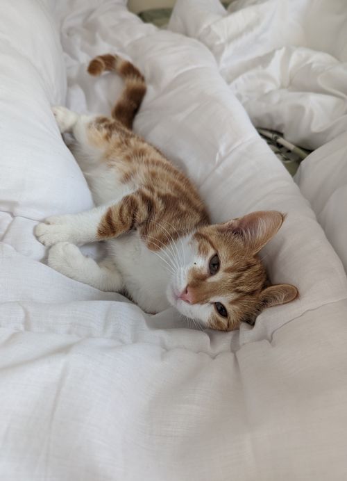 Free Cute ginger cat lounging comfortably on white sheets, embodying a cozy and relaxed vibe. Stock Photo