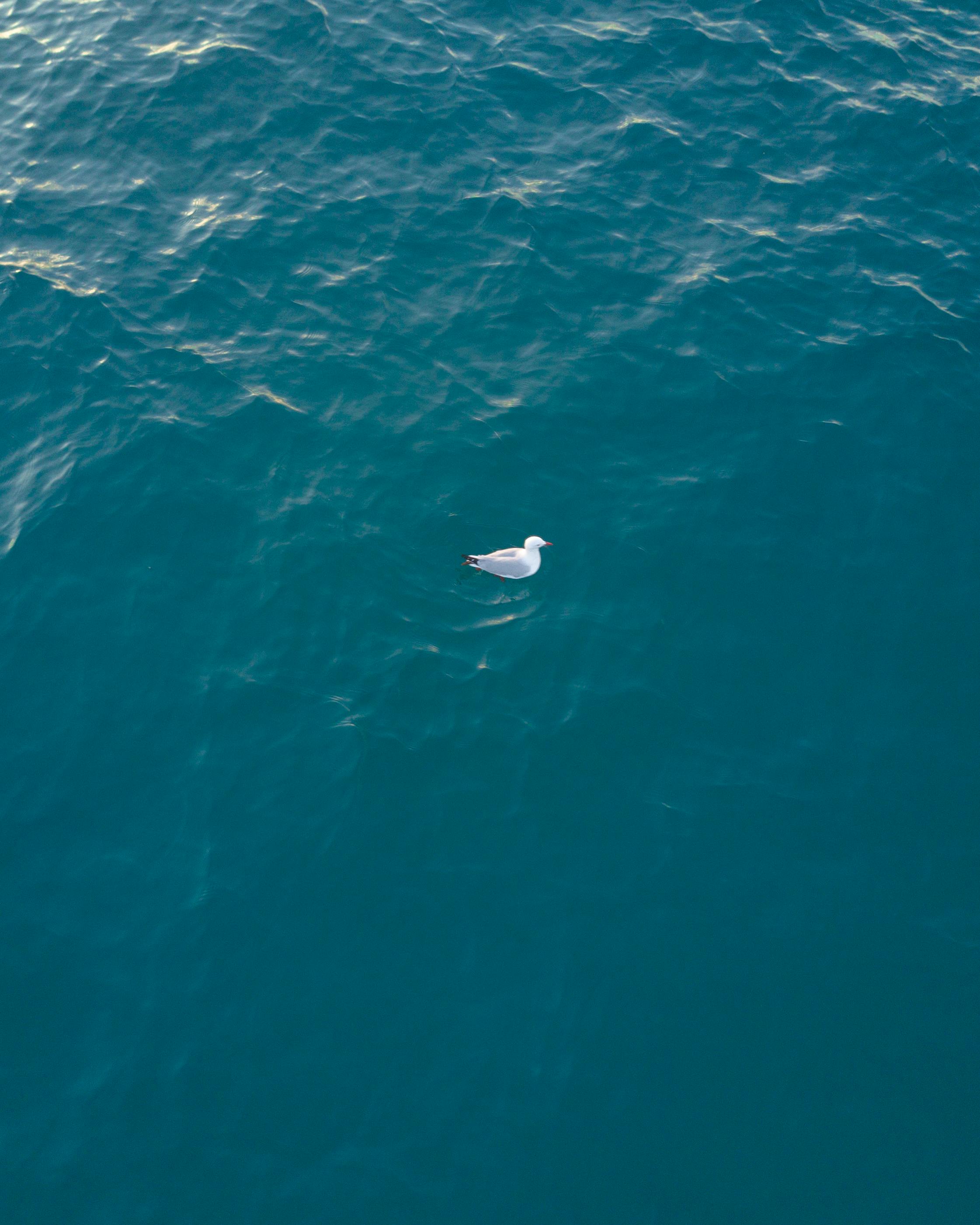 一只海鸥漂浮在广阔的绿松石海洋上，空中拍摄的画面捕捉到了这份宁静