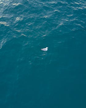 一只海鸥漂浮在广阔的绿松石海洋上，空中拍摄的画面捕捉到了这份宁静