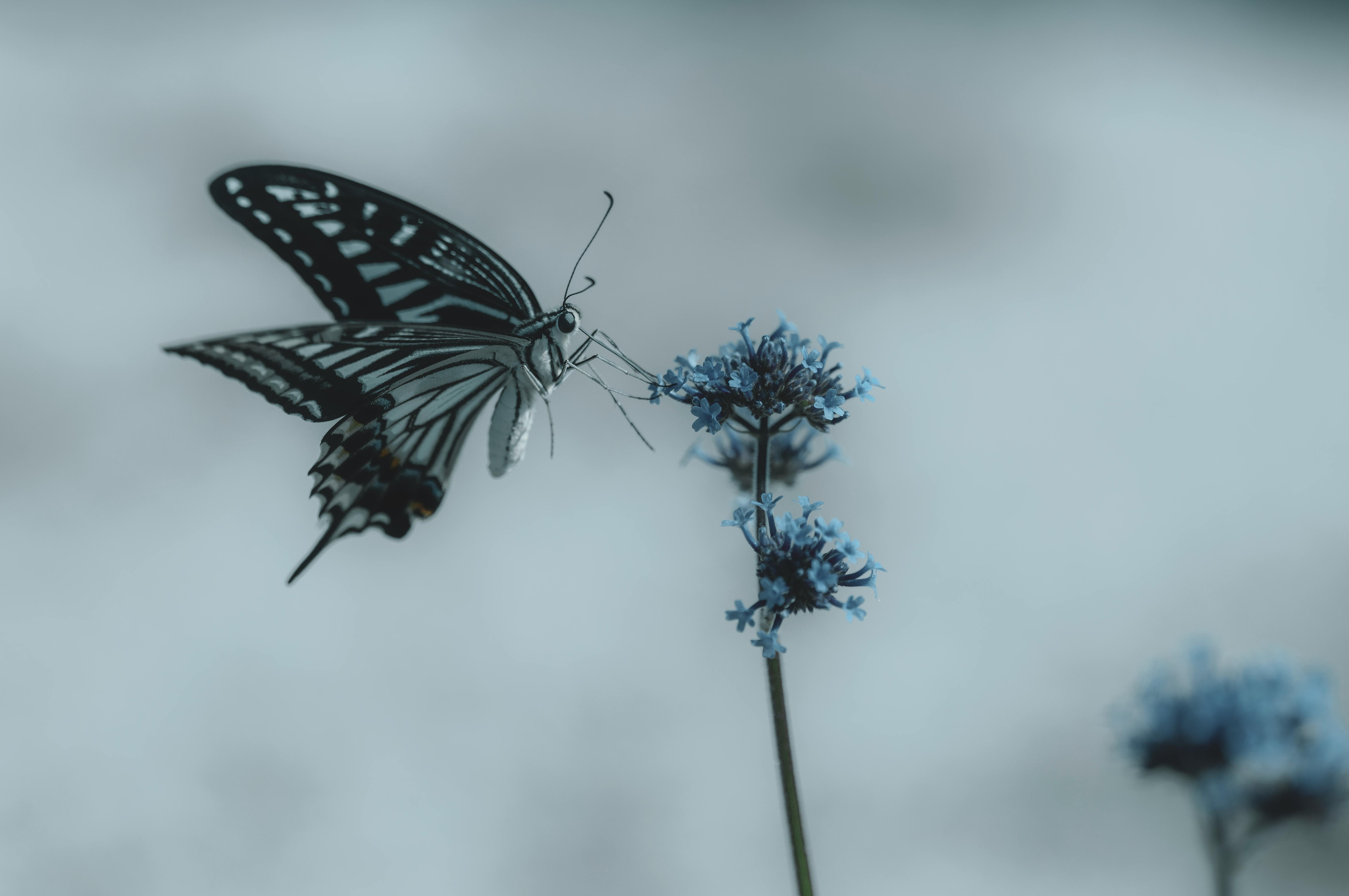 A delicate butterfly elegantly perched on vivid blue flowers against a soft background, capturing nature's beauty.