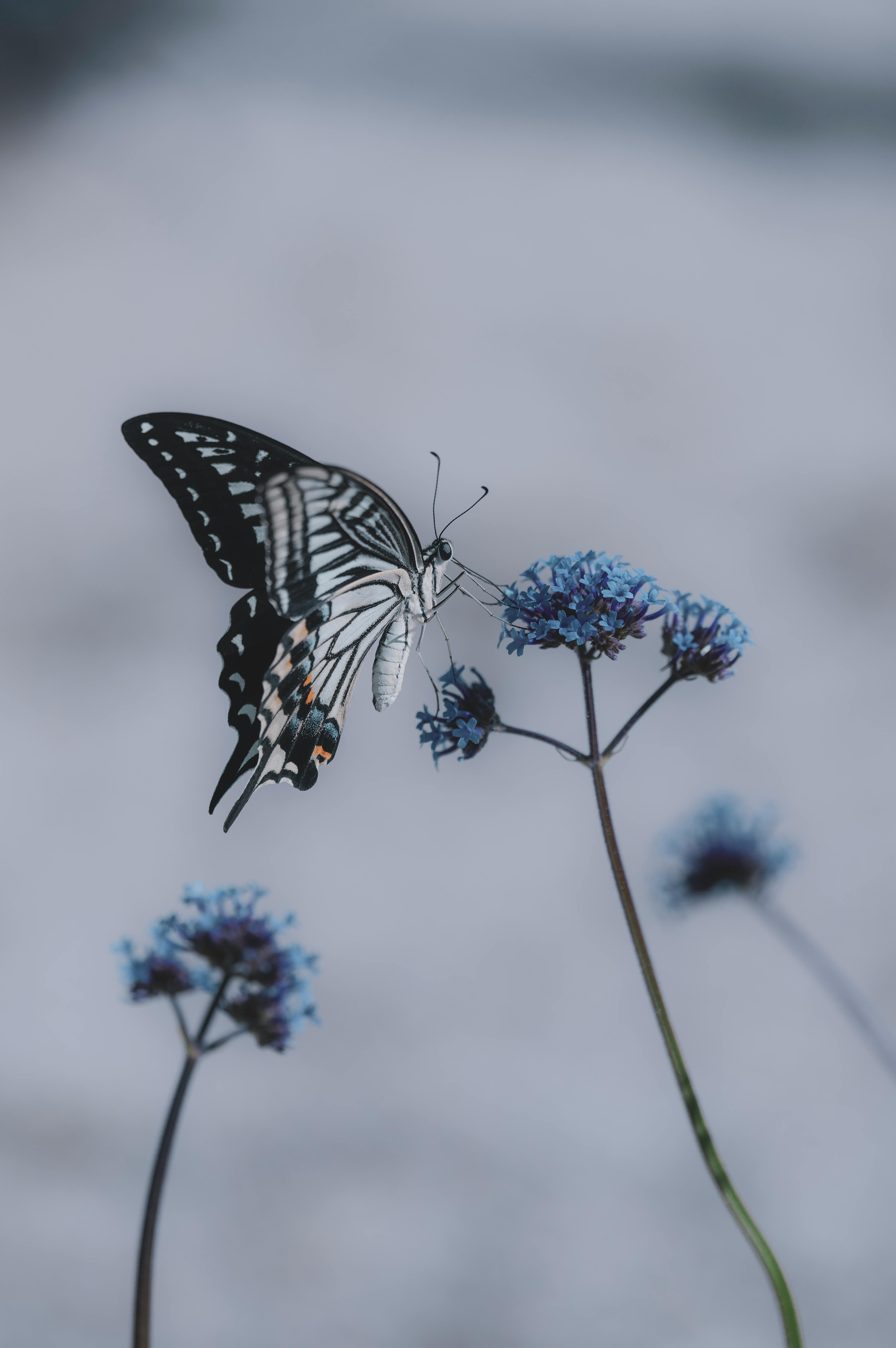 butterfly on blue flowers