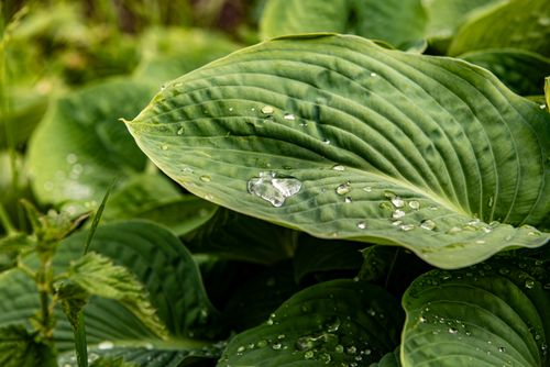Free Close-up of dew droplets resting on a lush green hosta leaf, symbolizing freshness and purity. Stock Photo