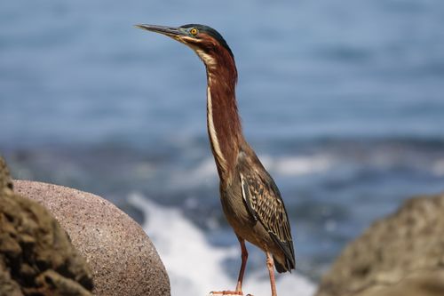 Free A green heron stands gracefully on rocks by the sea, focused in nature. Stock Photo