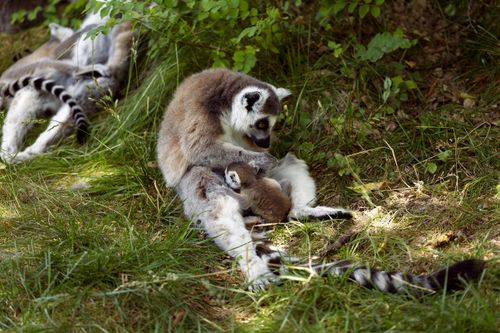 Free A mother and baby Ring-tailed Lemur at a Zoo Stock Photo