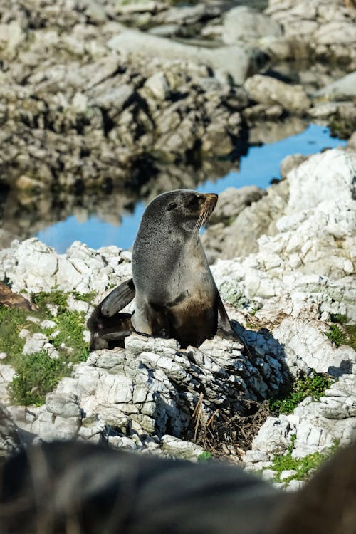 Photos gratuites de animal, animal marin, bord de mer