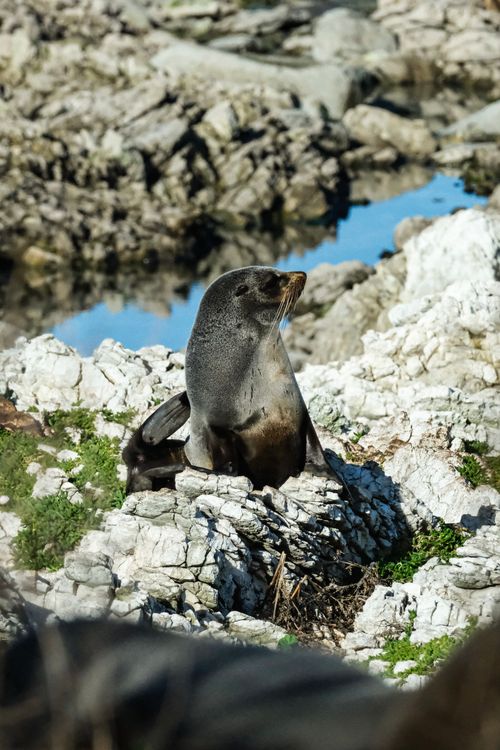 Red Rocks Seals Seal on Rocks · Free Stock Photo