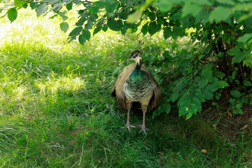 Free Peacock hiding in the shade Stock Photo