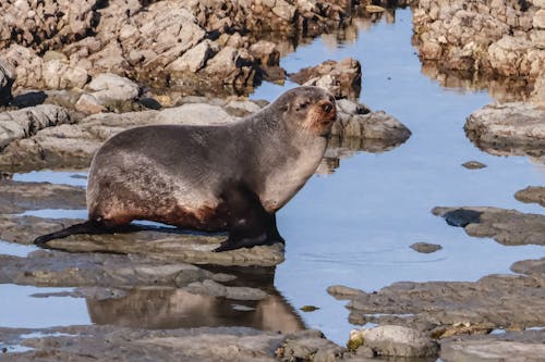 Photos gratuites de animal marin, joint, phoque de mer