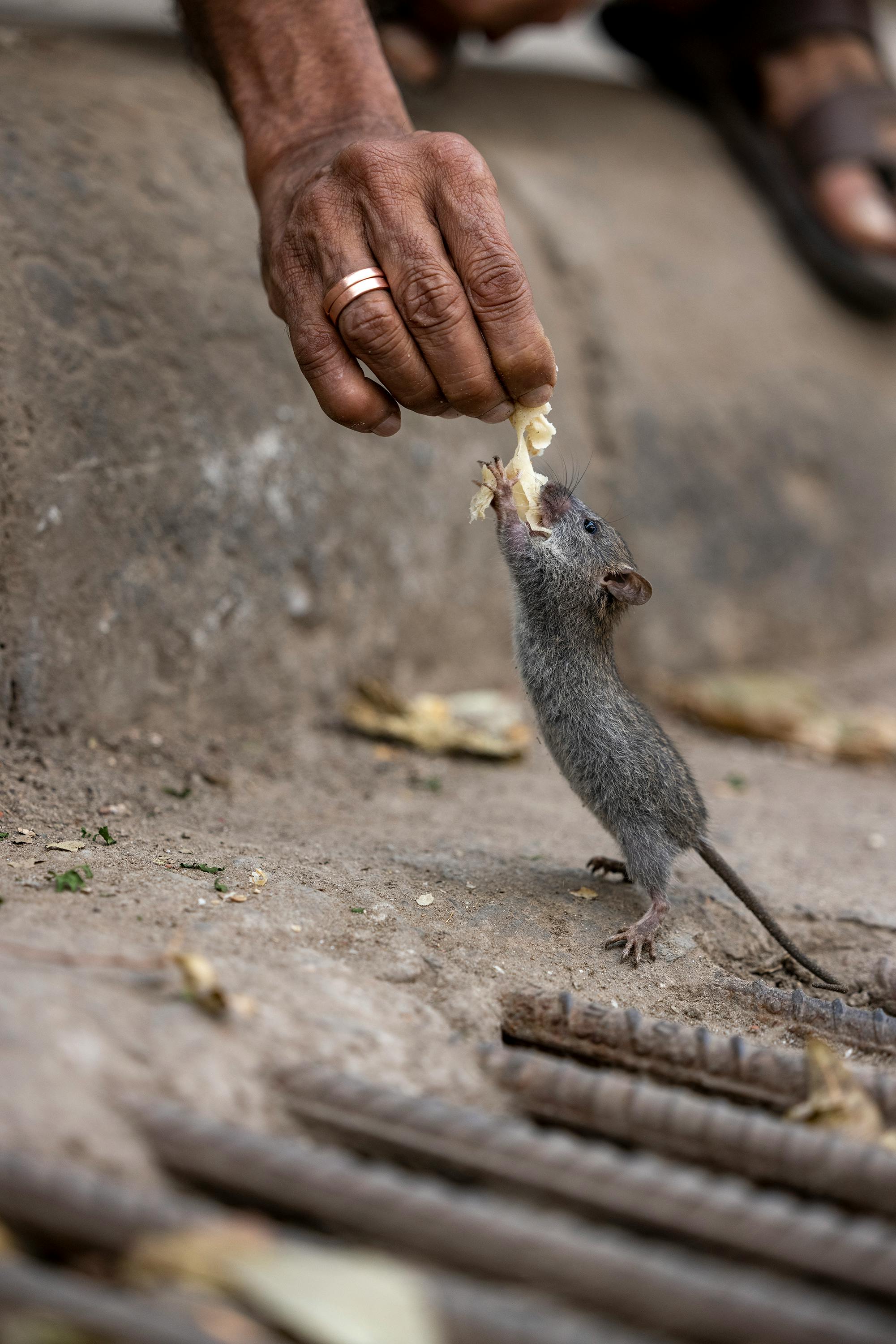 a rat eating from a hand on the ground