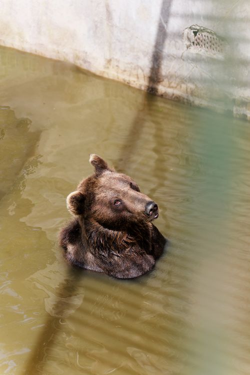 Free Brown bear cooling in the pool of a local zoo Stock Photo