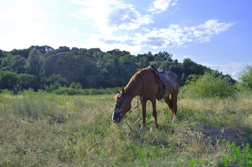 Free stock photo of animal, field, horse