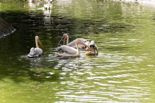 Free Pelicans at a local zoo Stock Photo