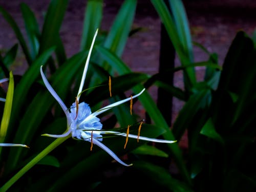 Foto d'estoc gratuïta de aranya, creatiu, flor