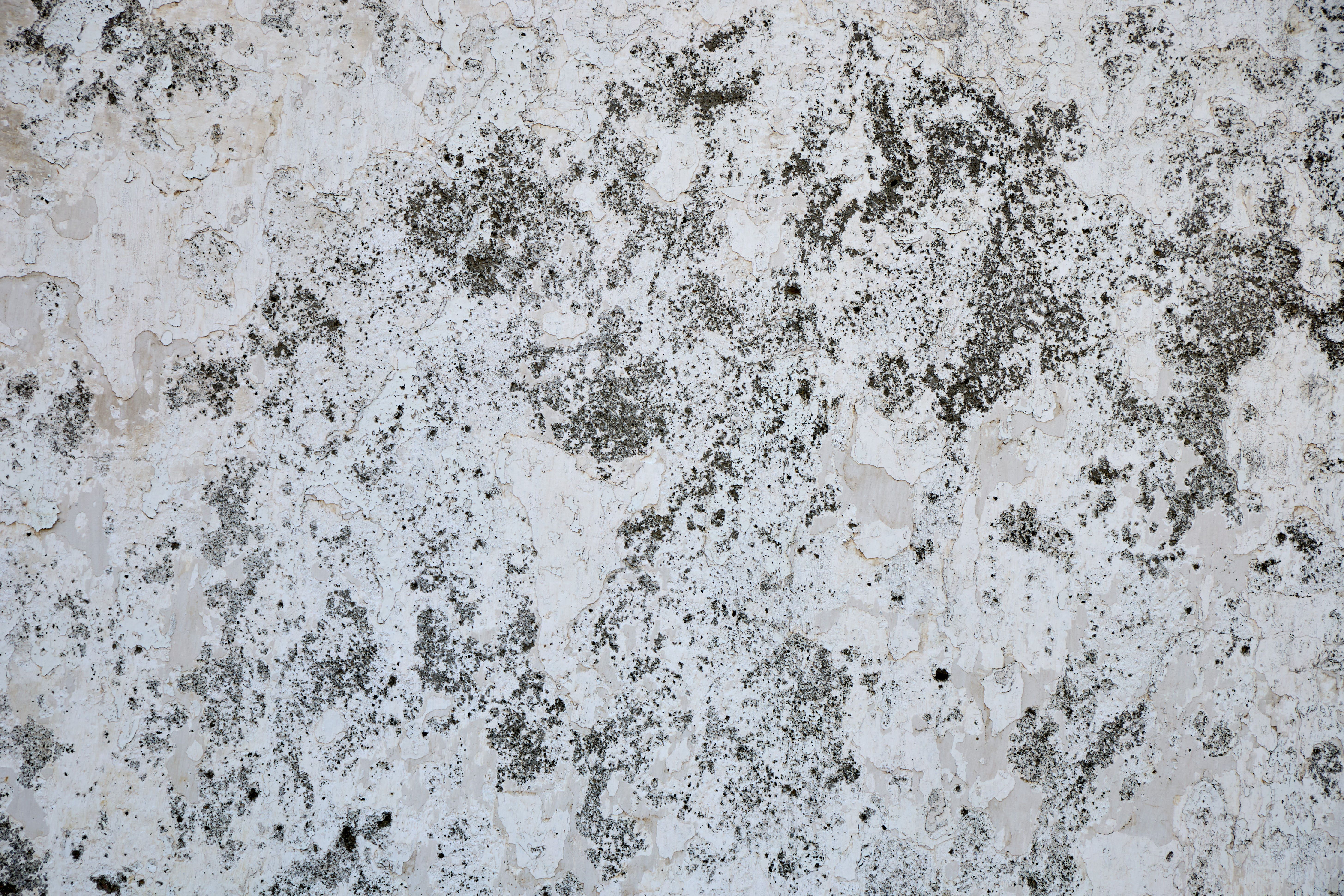 Water Damage and Mold: How Quickly Can It Grow?