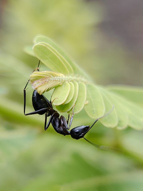 Immagine gratuita di foto esterne, fotografia, fotografia della natura